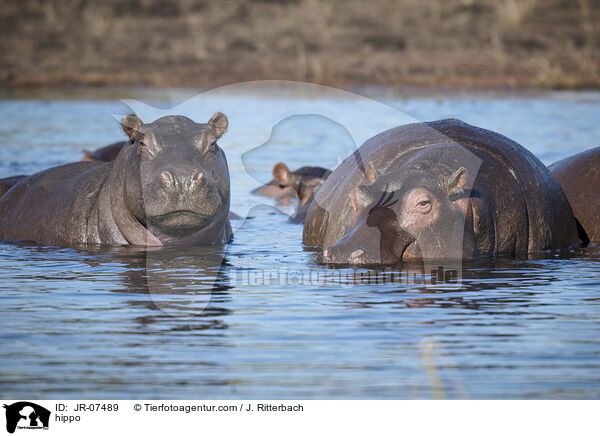Nilpferd / hippo / JR-07489