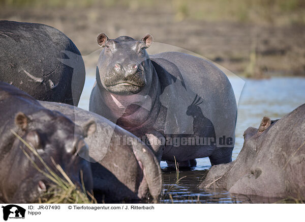 Nilpferd / hippo / JR-07490