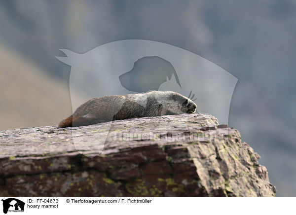 Eisgraues Murmeltier / hoary marmot / FF-04673