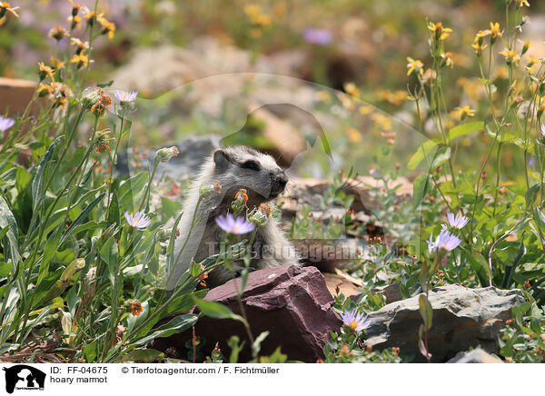 hoary marmot / FF-04675