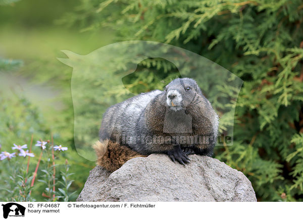 hoary marmot / FF-04687