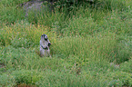 hoary marmot