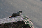 hoary marmot