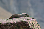 hoary marmot