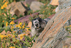 hoary marmot