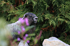hoary marmot