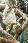 Hoffmann's two-toed sloth