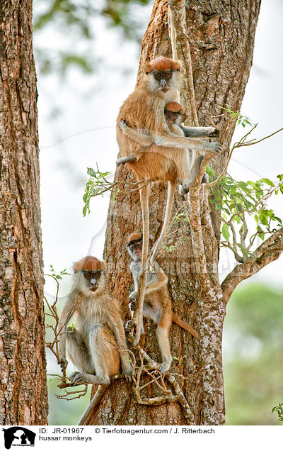 hussar monkeys / JR-01967