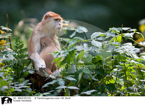 hussar monkeys / MAZ-05120
