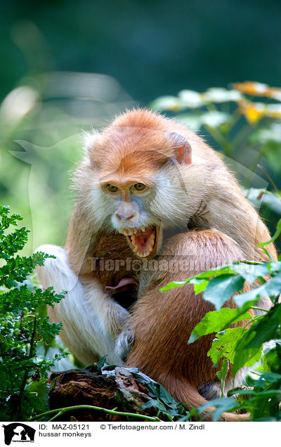 hussar monkeys / MAZ-05121
