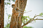 hussar monkeys