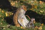 hussar monkeys