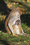 hussar monkeys