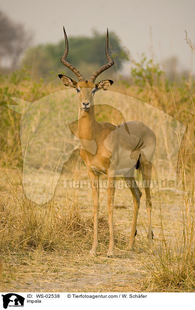 impala / WS-02538