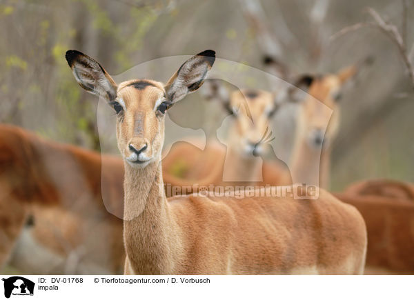 impala / DV-01768