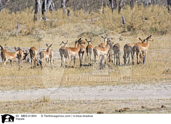 Schwarzfersenantilope / Impala / MBS-01864