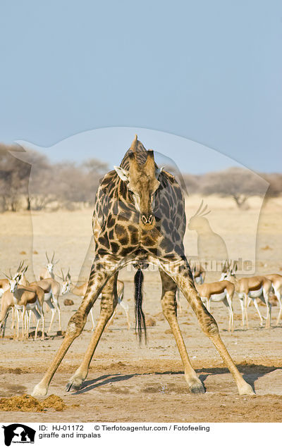 giraffe and impalas / HJ-01172