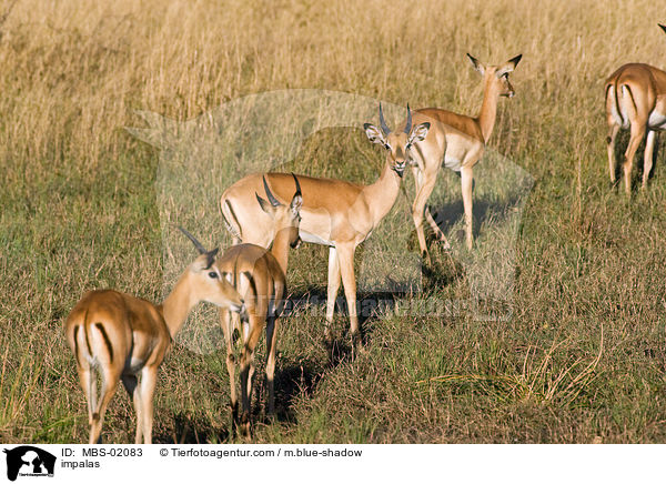impalas / MBS-02083