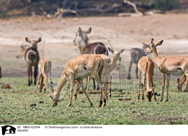 impalas / MBS-02094