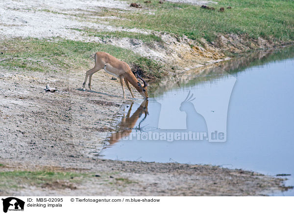 deinking impala / MBS-02095