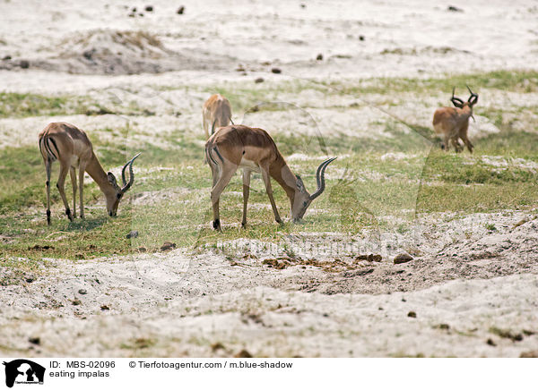 eating impalas / MBS-02096