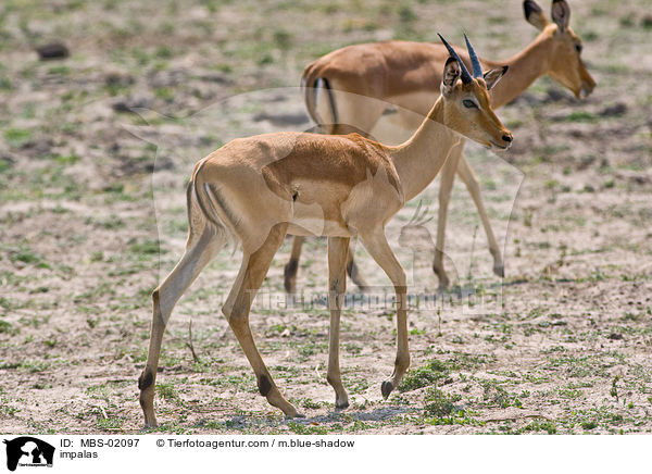 impalas / MBS-02097