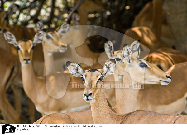 impalas / MBS-02098