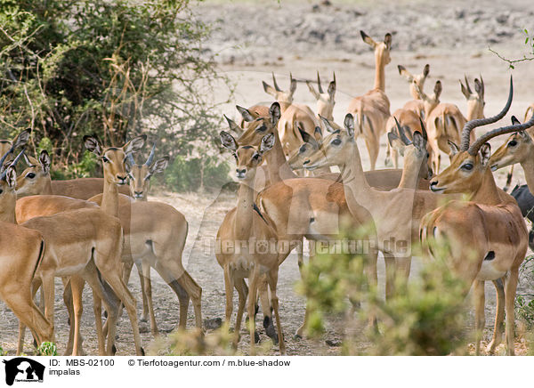 impalas / MBS-02100