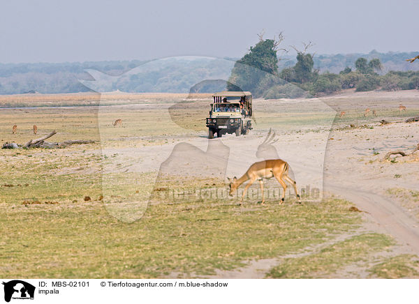 Schwarzfersenantilope / impala / MBS-02101