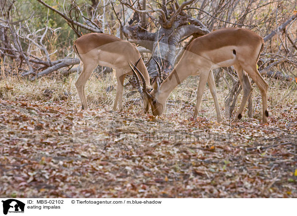 eating impalas / MBS-02102