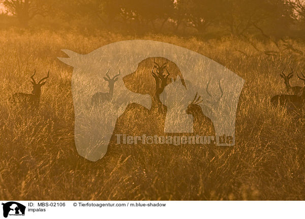 impalas / MBS-02106