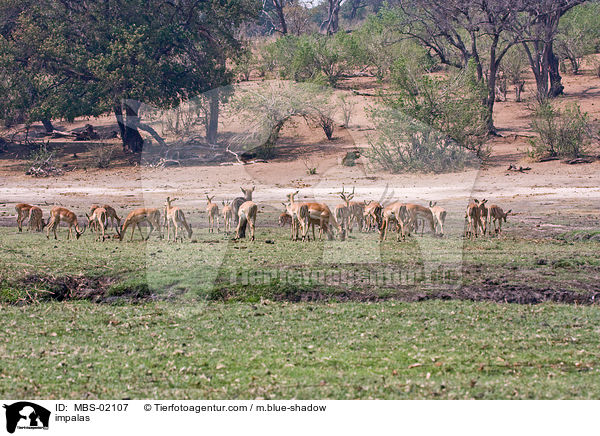 impalas / MBS-02107