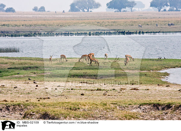Schwarzfersenantilopen / impalas / MBS-02109