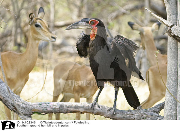 Sdlicher Hornrabe und Impalas / Southern ground hornbill and impalas / HJ-02346