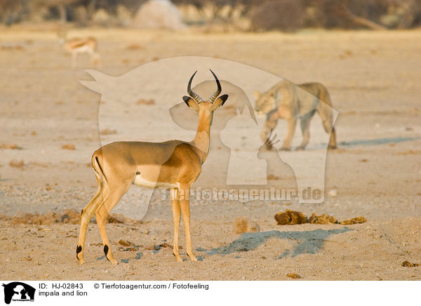 Schwarzfersenantilope und Lwe / impala and lion / HJ-02843
