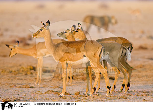 Schwarzfersenantilopen / Impalas / HJ-02851