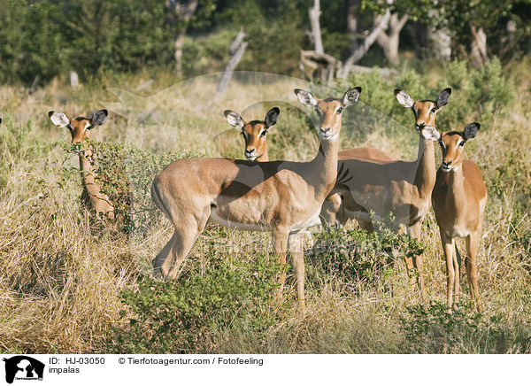 Schwarzfersenantilopen / impalas / HJ-03050