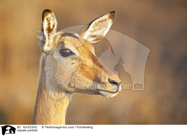 impala portrait / HJ-03302