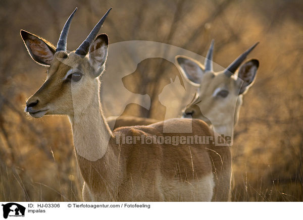 impalas / HJ-03306