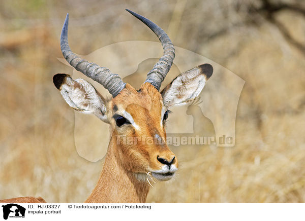 Schwarzfersenantilope Portrait / impala portrait / HJ-03327