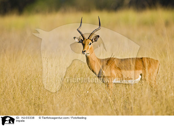 impala / HJ-03338
