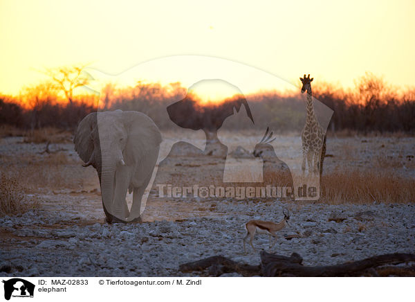 elephant / MAZ-02833