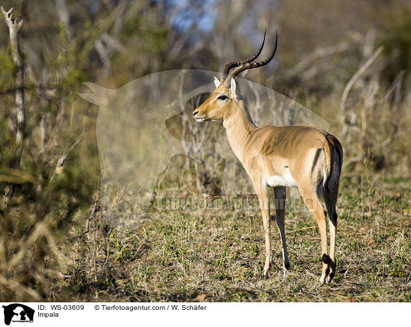 Impala / WS-03609