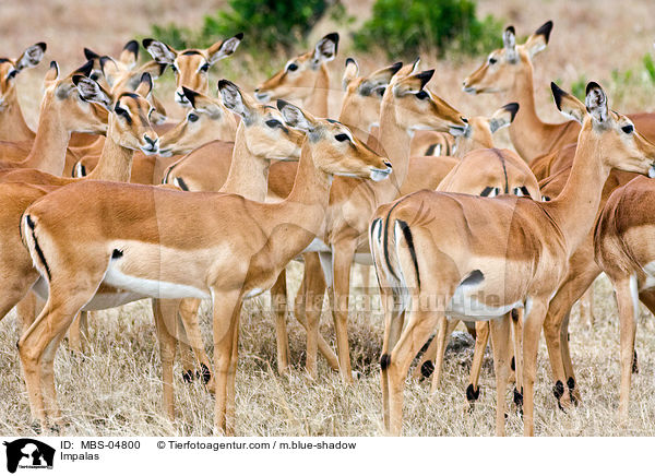 Schwarzfersenantilopen / Impalas / MBS-04800