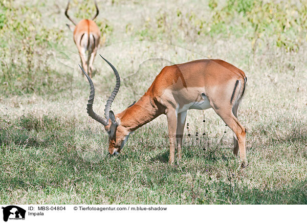 Schwarzfersenantilope / Impala / MBS-04804