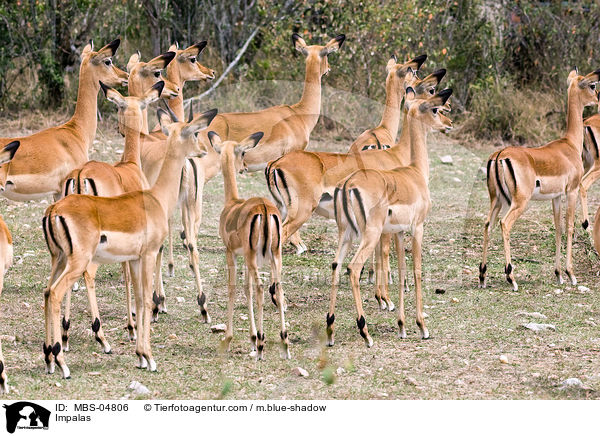 Impalas / MBS-04806