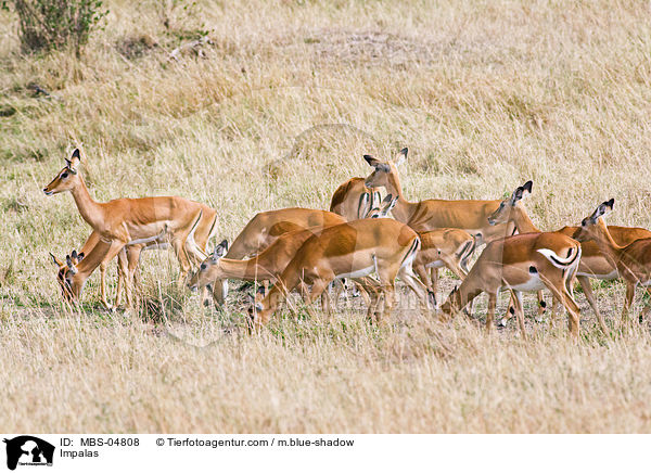 Schwarzfersenantilopen / Impalas / MBS-04808