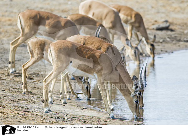 Impalas / Impalas / MBS-11496