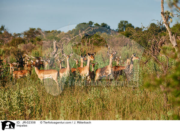 Schwarzfersenantilopen / Impalas / JR-02308