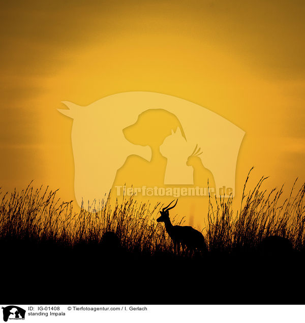 stehender Impala / standing Impala / IG-01408